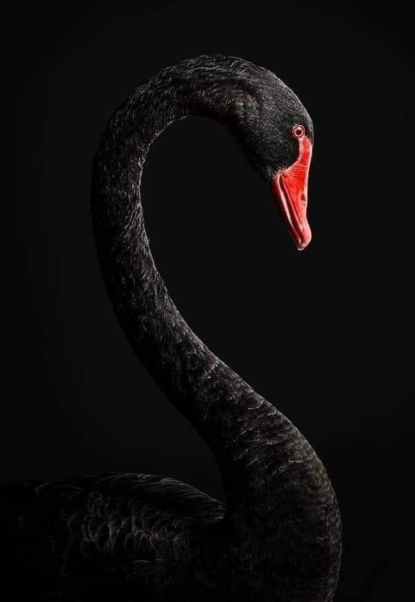 The Black Swan archetype